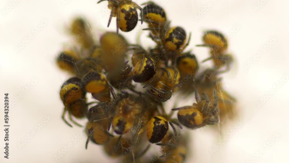 Yellow spider nest close up macro close-up