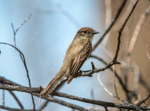 Eastern Phoebe Perching on Branch