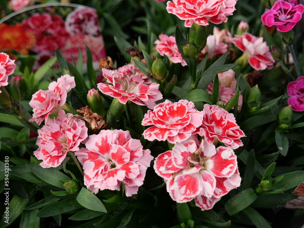 The timeless appeal of the carnation, a classic beauty cherished for generations. The timeless appeal of the carnation, a classic beauty cherished for generations.