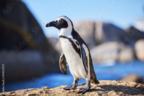 Up close and personal with penguins. a penguin at Boulders Beach in Cape Town  South Africa.