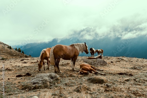 Horses resting in the highlands on a cloudy day