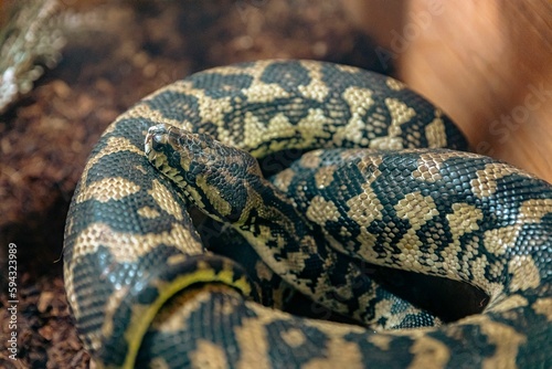 Closeup of snake on soil
