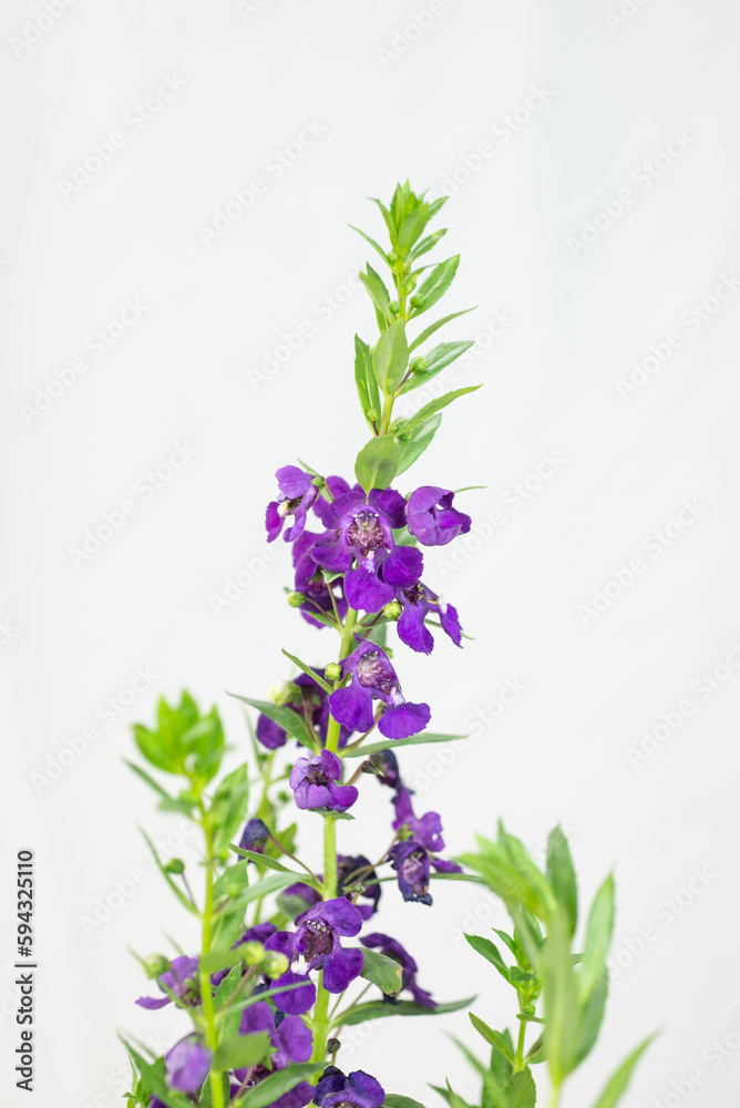 Naklejka premium Angelonia goyazensis, Digitalis solicariifolia flower closeup. Purple Snapdragon flower blooming, isolated on white wall background. Beautiful blossom flowerpot for garden or home interior decoration.