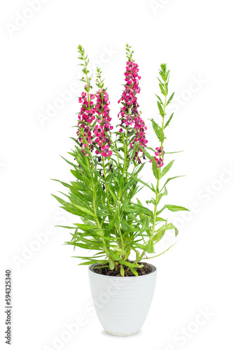 Angelonia goyazensis or Digitalis solicariifolia in pot. Pink Snapdragon flower blooming  isolated on white background. House plant for garden home interior decoration. Beautiful blossom flowerpot