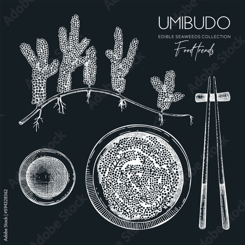 Hand drawn sea grapes illustration. Umibudo salad sketch. Green caviar. Edible seaweed vector drawing isolated on chalkboard. Asian cuisine design element