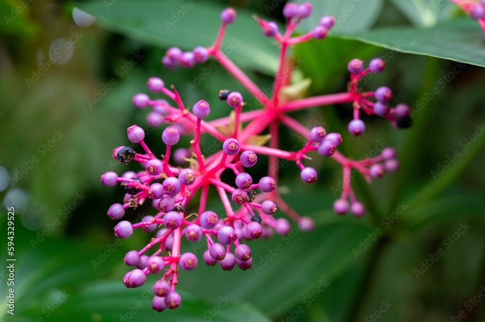 Close-up shot of vibrant pink Medinilla speciosa flower buds Close-up shot of vibrant pink Medinilla speciosa flower buds