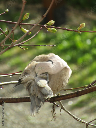 bird on a branch, collared dove