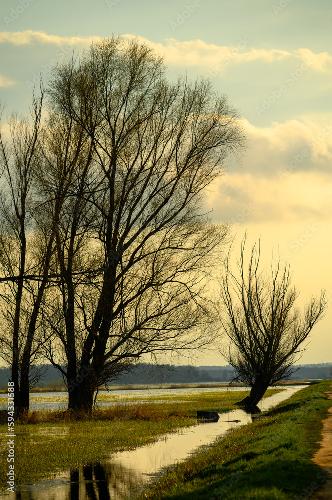 Fototapeta premium Wiosna na rozlewiskach