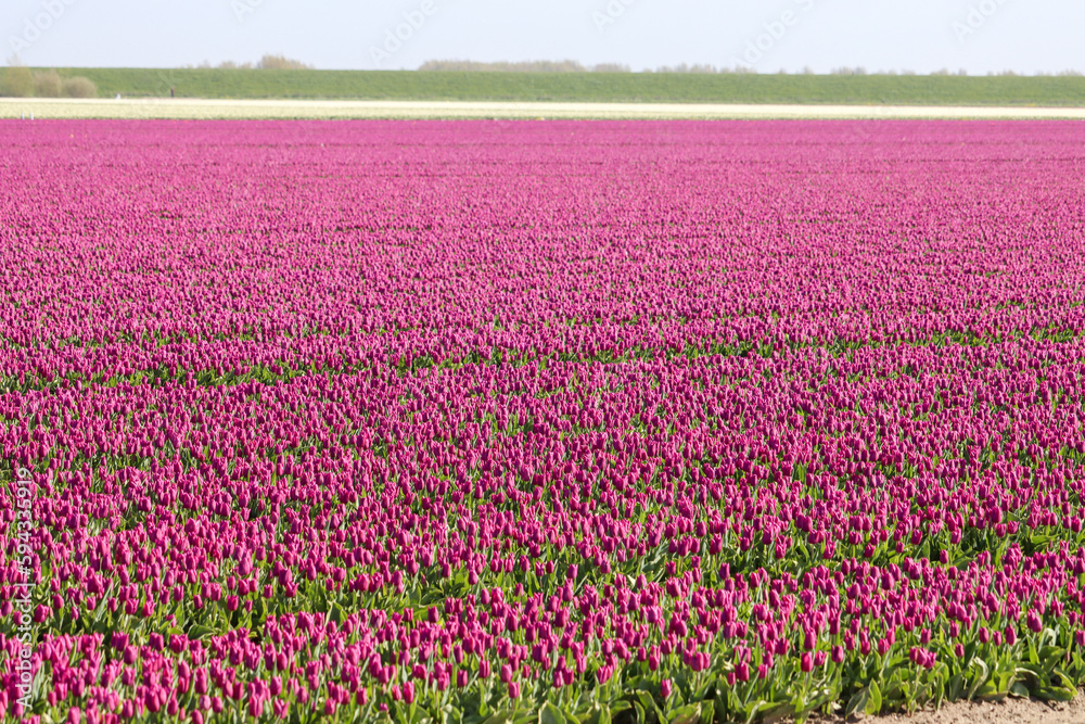 field full of purple tulips on the flower bulb field on Island Goeree-Overflakkee