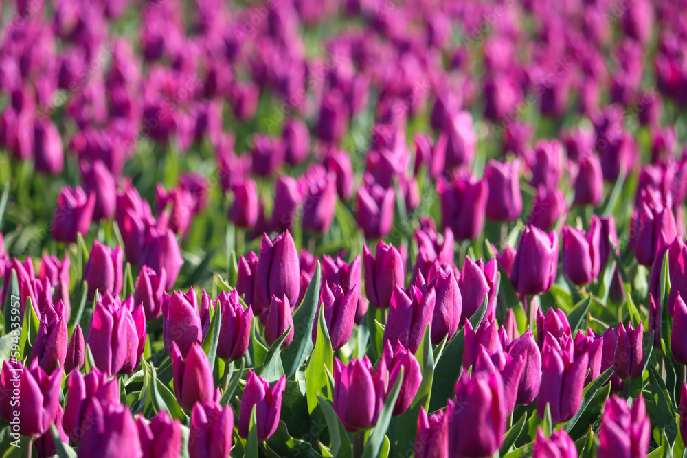 field full of purple tulips on the flower bulb field on Island Goeree-Overflakkee field full of purple tulips on the flower bulb field on Island Goeree-Overflakkee