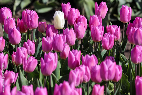 field full of purple tulips on the flower bulb field on Island Goeree-Overflakkee