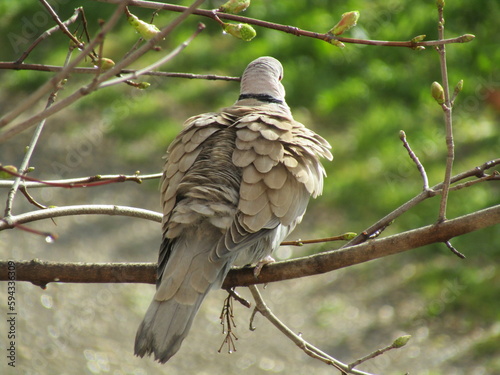 collared dove on a branch, plumage