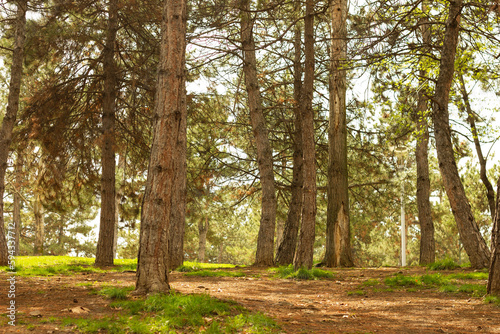 City ​​forest in sunny winter day