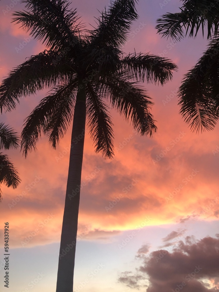 Silhouette palm tree at sunset, Miami-Florida