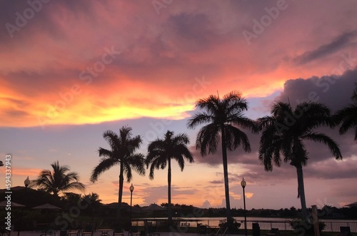 palm trees at sunset to Miami - Florida