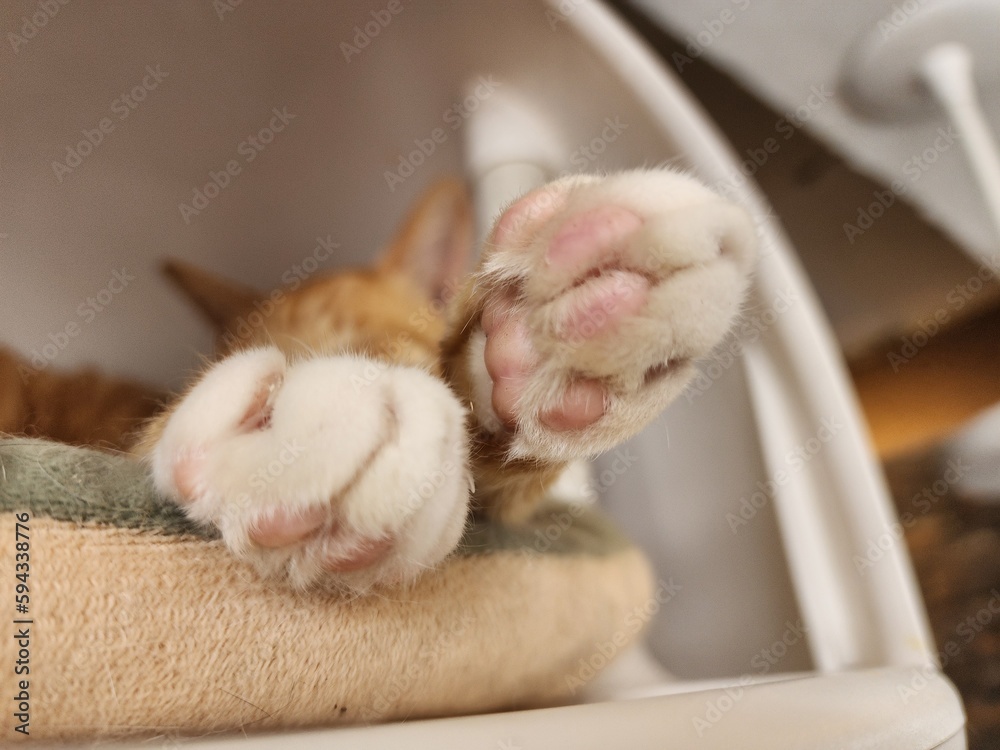cat and mouse cat and mouse