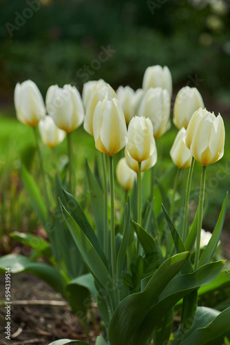 White tulips in my garden. Beautiful white tulips in my garden in early springtime.