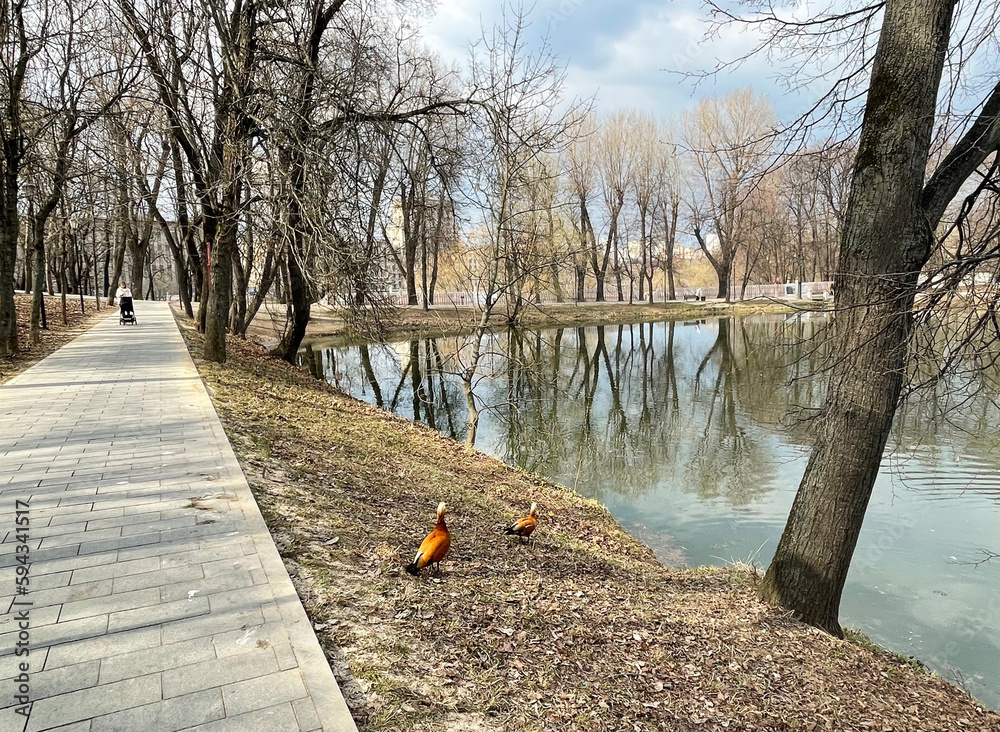 Ogar ducks on the shore of a pond in Lefortovo Park in spring. Moscow - obrazy, fototapety, plakaty 