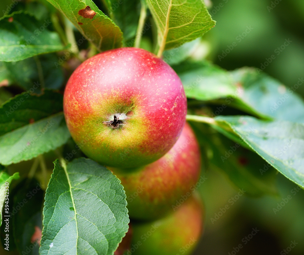 Apples in outdoor setting. A photo of taste and beautiful apples. Apples in outdoor setting. A photo of taste and beautiful apples.