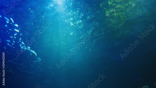 Wallpaper Mural A large shark breathes and swims against the light with reflections in slow motion. Swimming in a large aquarium, a view of the sea with natural rays of light shining through the water. A panoramic Torontodigital.ca
