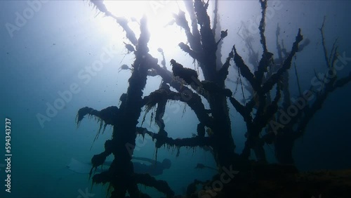 Freediver girl swimming in underwater forest in bifins. freediving apnea woman diving in a blue water with magic and mysterious lightning photo