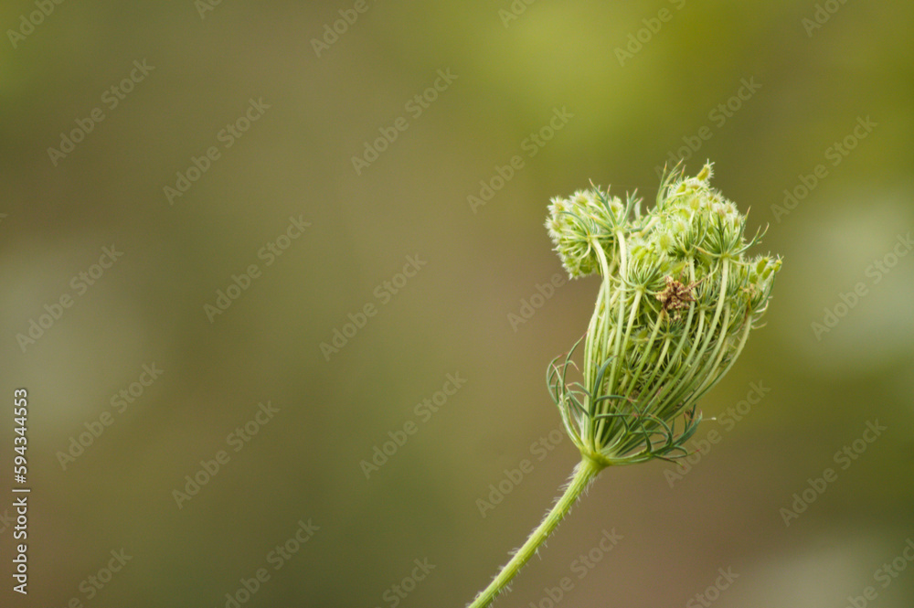 Close-up of wild carrot flower with green blurred background Close-up of wild carrot flower with green blurred background