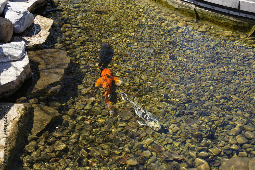 Japanese Koi Nishikigoi Amur Carp fish swim in a shallow man-made pond. Japanese Koi Nishikigoi Amur Carp fish swim in a shallow man-made pond.