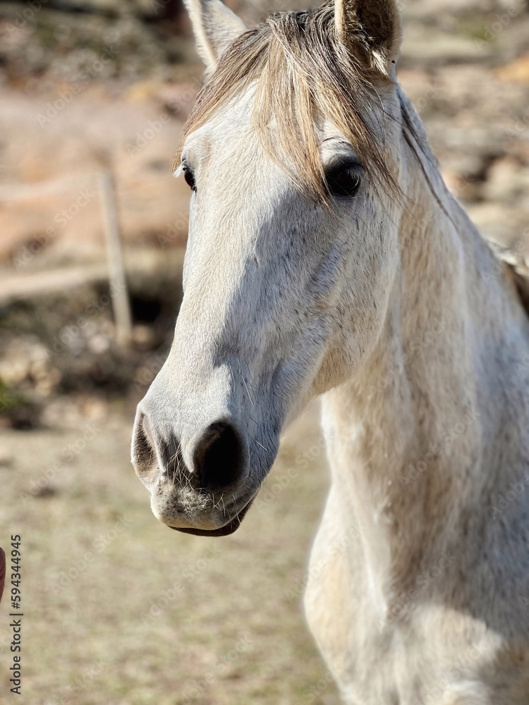 white wild horse in the mountains white wild horse in the mountains