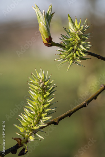 Ash willow flower on a twig.