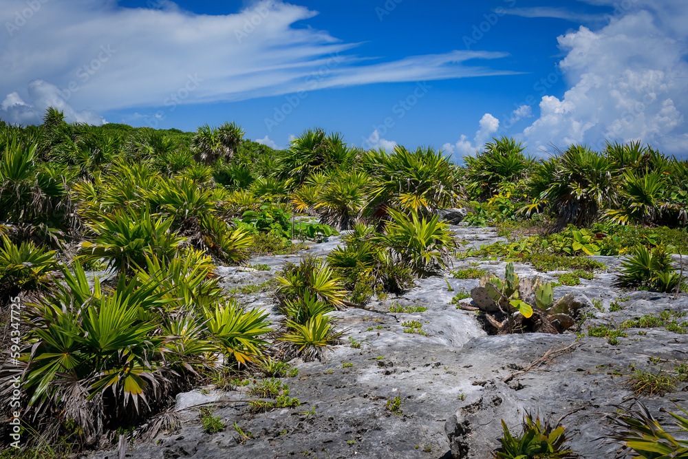 Beautiful green landscape near Tulum, Mexico Beautiful green landscape near Tulum, Mexico