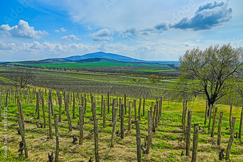 Spring in the Tokaj wine region