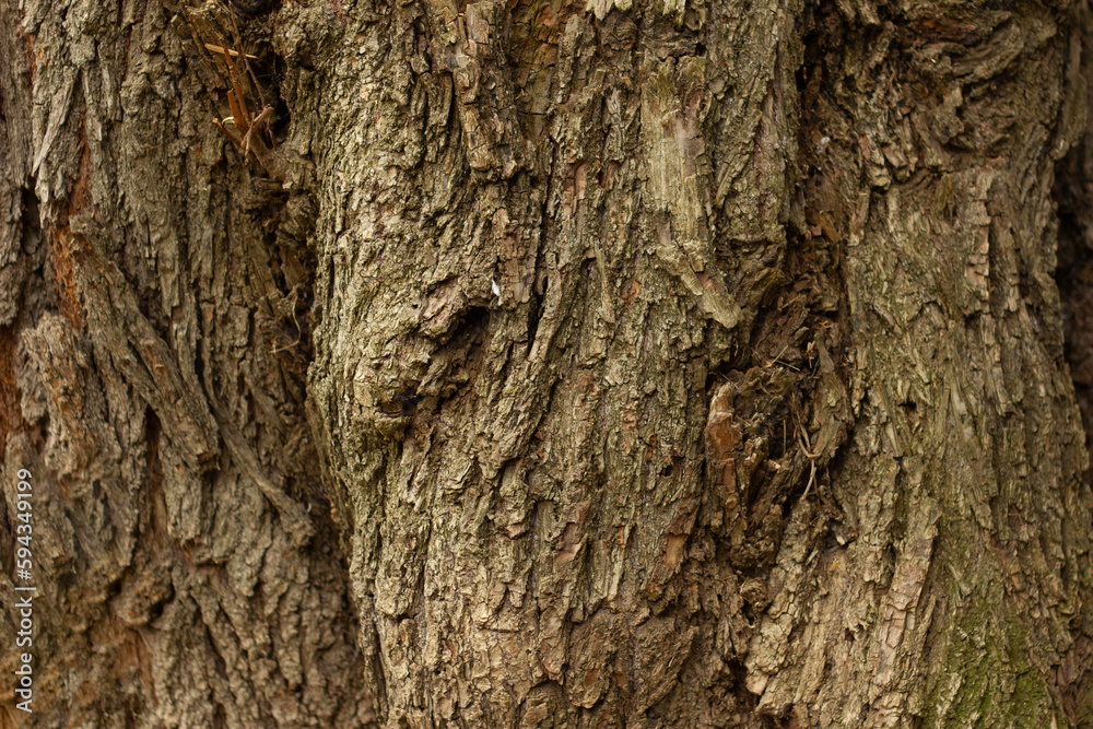Textured background of cracked tree bark with different shapes in forest