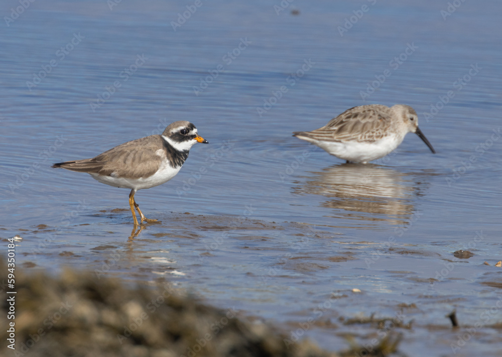 Ringed plover small wading bird running along the shoreline on a river on the estuary foraging for food at the water edge Ringed plover small wading bird running along the shoreline on a river on the estuary foraging for food at the water edge