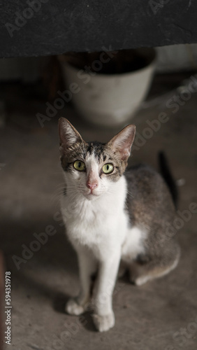 stray cat with white and grey fur color sitting waiting to be fed, very cute