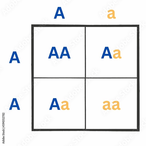 Simple version of the Punnett Square. Sometimes spelled as Punnets Square. Useful for Education