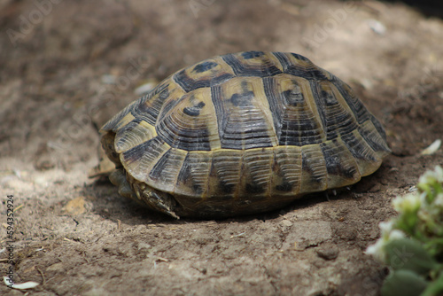 Fototapeta Naklejka Na Ścianę i Meble -  Single Greek tortoise (Testudo graeca) in nature. Close up.