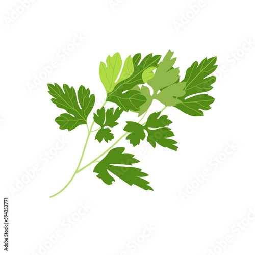 Sprig of parsley with bright green leaves on a white background. Natural ingredient for flavoring dishes.
