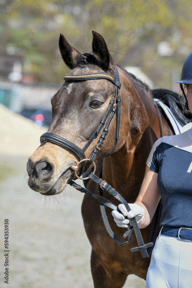 Obraz premium Turnierpony