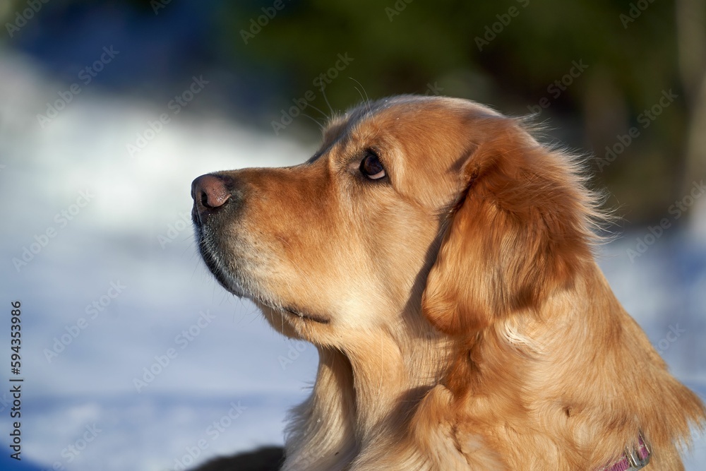 Close up of a golden retriever with a snowy background