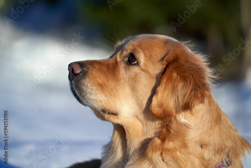 Close up of a golden retriever with a snowy background