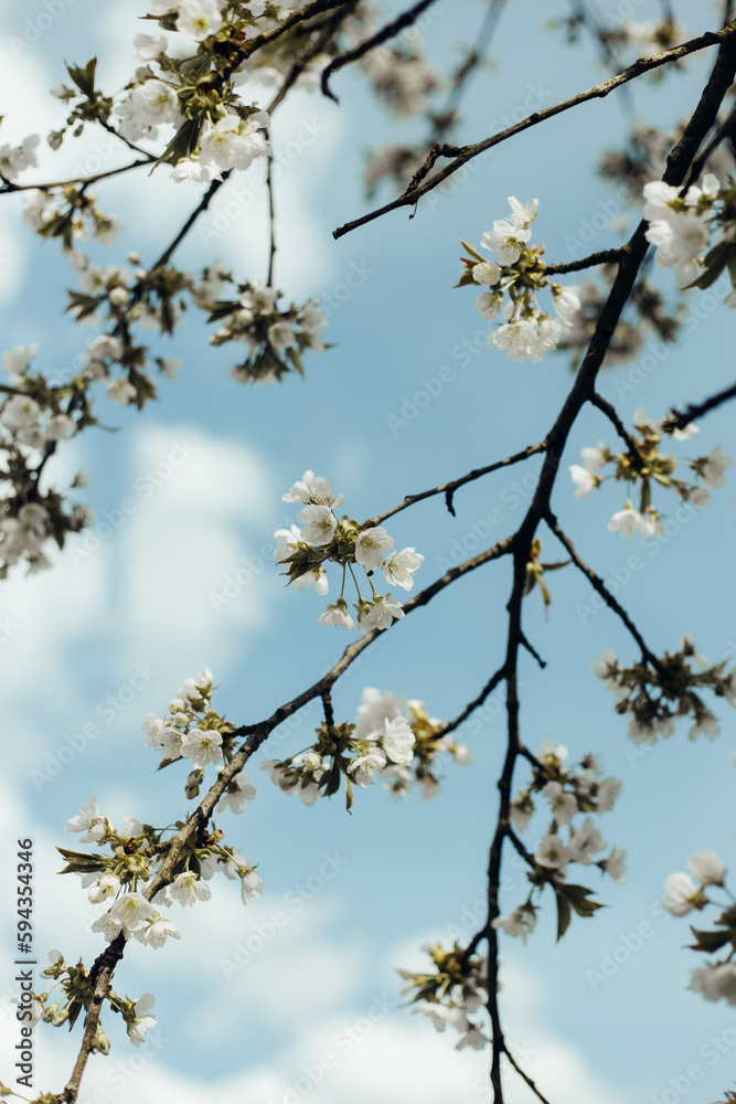 branch of blooming white flowers branch of blooming white flowers