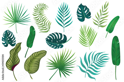 Vector collection of exotic leaves