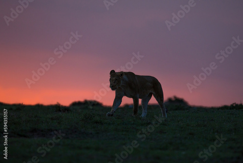 Lioness Sunset Twilight © George Erwin Turner