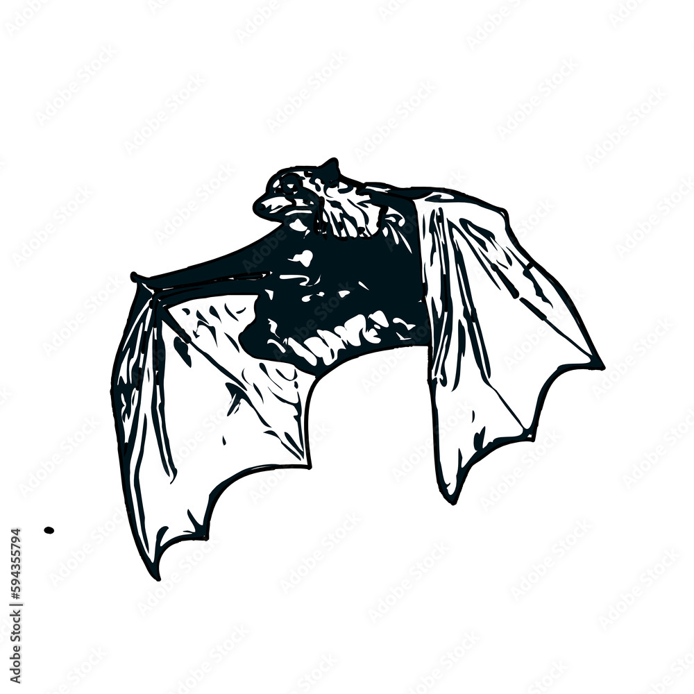 Fototapeta premium black and white sketch of a bat with transparent background