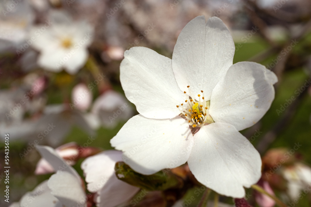 Selective focus cherry blossom. Trees bloom in spring. Close up. Selective focus cherry blossom. Trees bloom in spring. Close up.