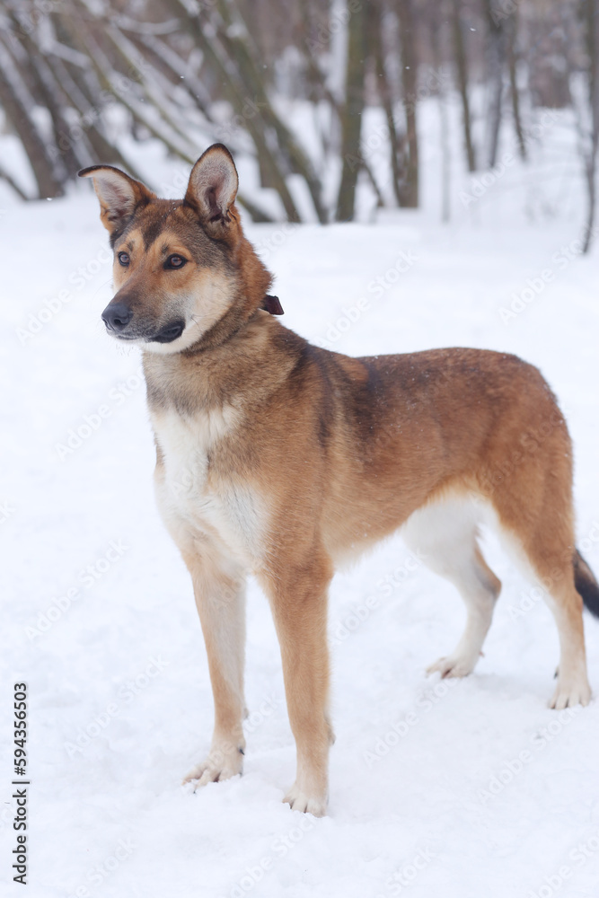 red dog full body photo on snow background