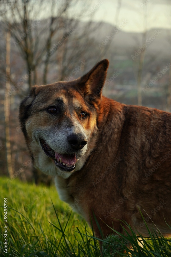 Naklejka premium Amistad