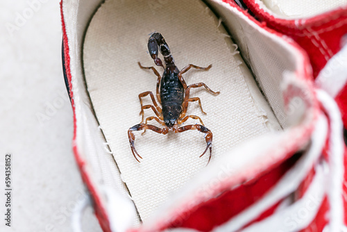 Scorpion inside a sneaker. Venomous animal indoors. danger of stinging. Tityus bahiensis, also known as black scorpion, is a species of scorpion from eastern and central Brazil. photo