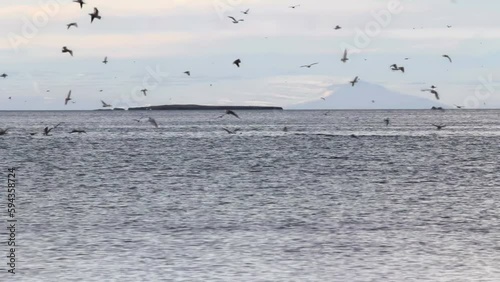 Killer whales with glacier in background, Iceland photo