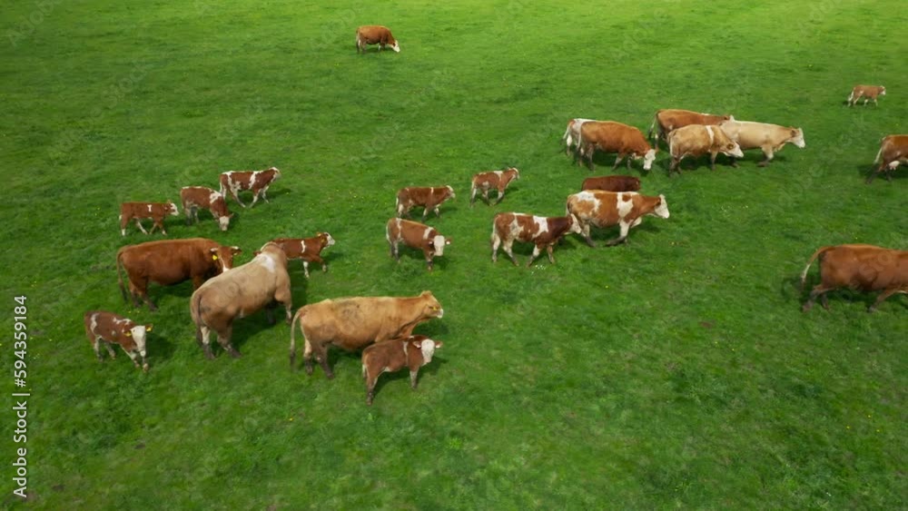 Cows grazing on green pastures. Beef cattle is a source of greenhouse gas methane CH4. European agriculture must reduce emissions in the fight against climate change. Cows grazing on green pastures. Beef cattle is a source of greenhouse gas methane CH4. European agriculture must reduce emissions in the fight against climate change.